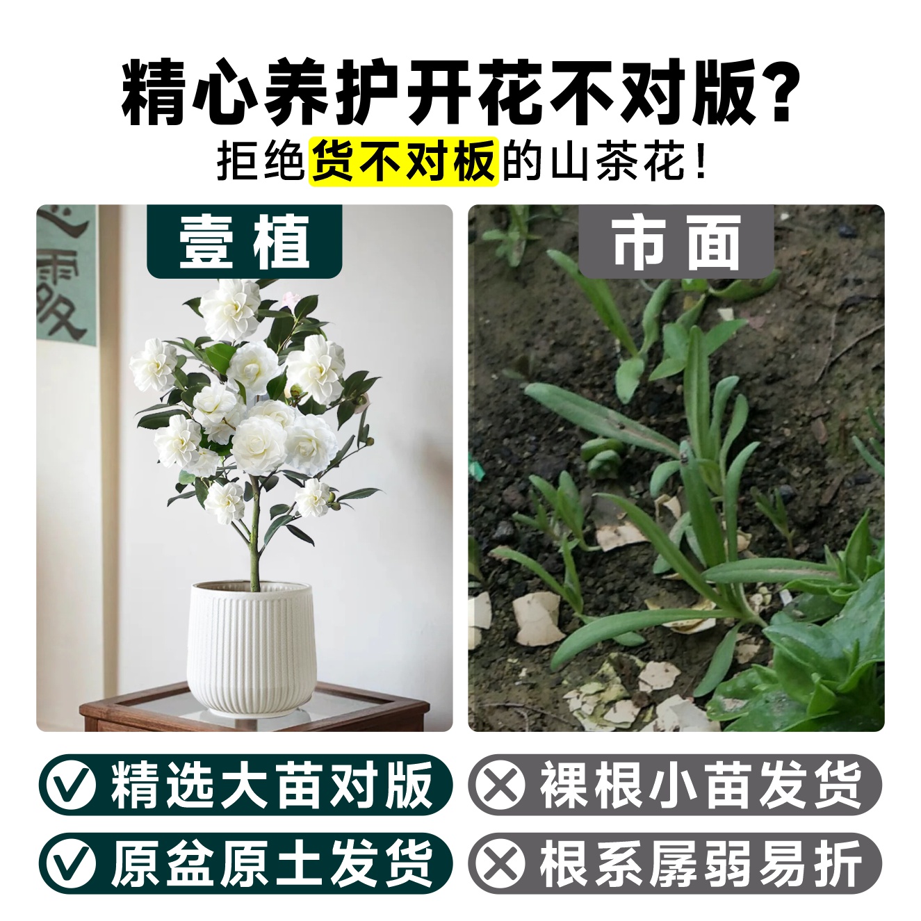 白山茶花盆栽带花苞东方亮鲜花树苗四季室内花卉阳台好养活绿植物-图1