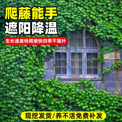 爬山虎树苗爬藤四季常青不落叶庭院藤蔓植物三五叶爬墙虎草种籽子 - 图1