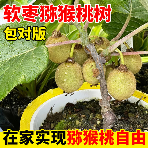 软枣猕猴桃桃树果苗正宗绿心嫁接地栽盆栽南北四季可种水果树果苗 - 图2