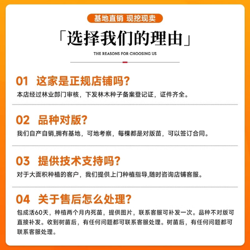 柿子树特大苗脆甜阳丰太秋火晶嫁接水果庭院盆栽南北方种植果树苗 - 图3
