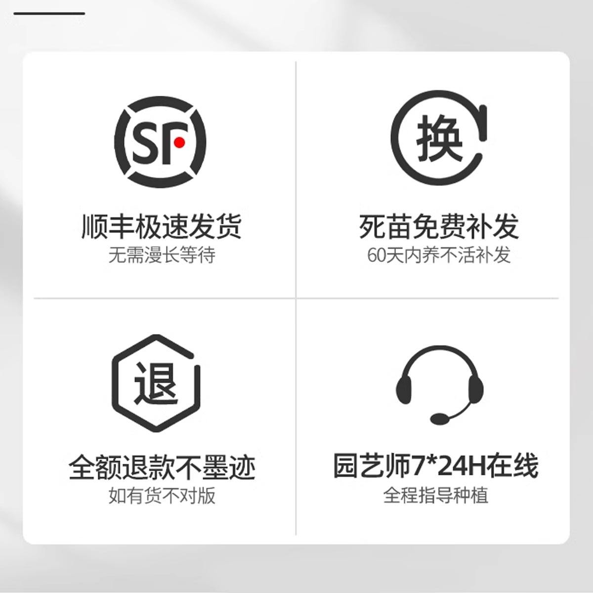 牡丹花苗正宗山东菏泽洛阳芍药鲜花大苗室外盆栽重瓣观赏树苗花卉