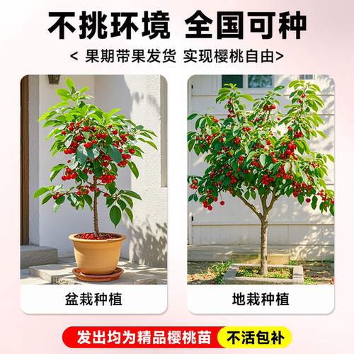 樱桃树苗中华小樱桃车厘子嫁接南北方庭院种植盆栽地栽当年结果 - 图1