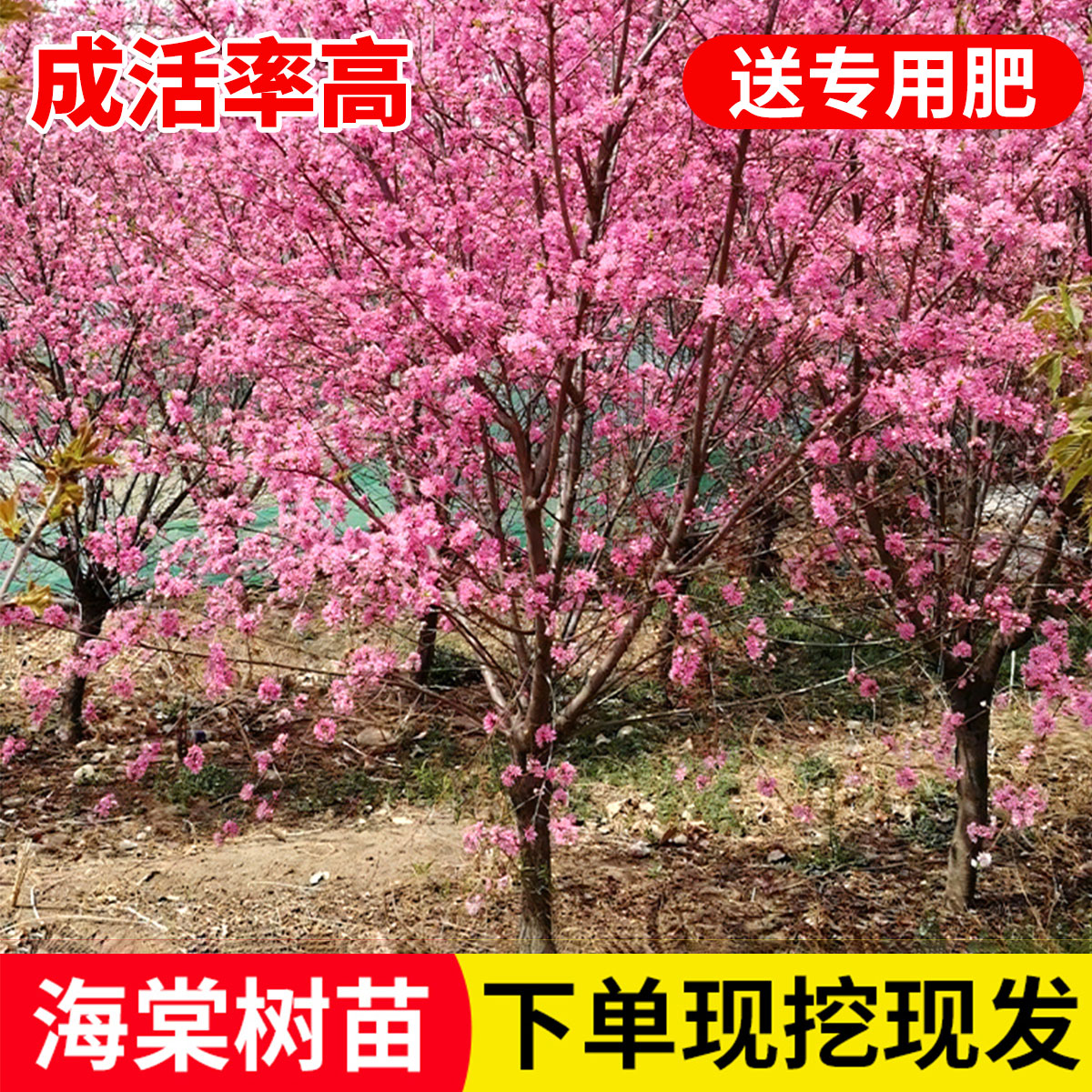 高杆海棠花树苗垂丝西府海棠花卉植物盆栽庭院地栽耐寒耐冻风景树 - 图0