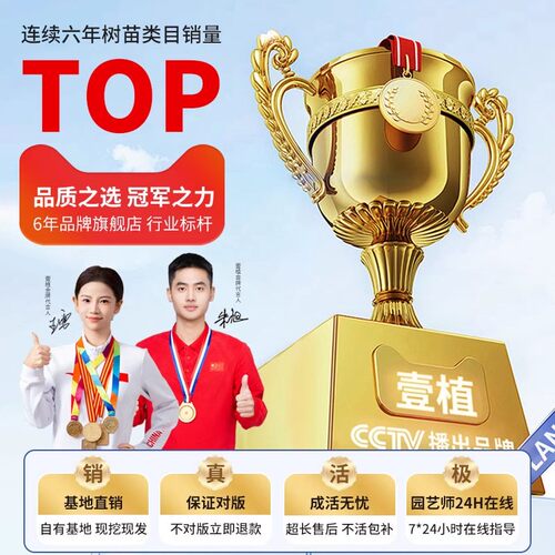 枣树活苗特大冬枣带土发货南北方沾化冬枣大树种植嫁接苗当年结果 - 图3