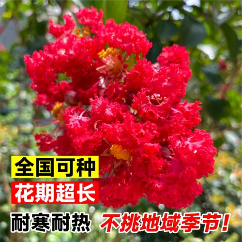 紫薇树苗庭院种植红火箭紫薇花树苗工程绿化造景花卉耐寒四季植物 - 图1