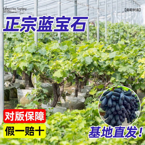正宗蓝宝石葡萄树苗矮化盆栽南北方四季种植不搭架不爬藤当年结果 - 图1