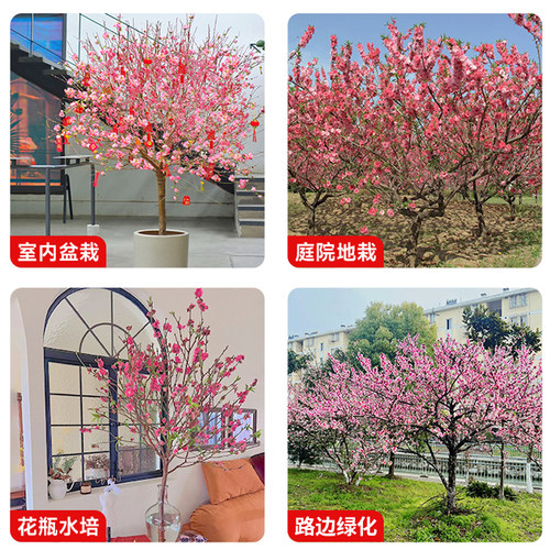 桃树风景树别墅大树木大型观赏树室外绿化庭院紫叶碧桃树盆栽活苗 - 图2