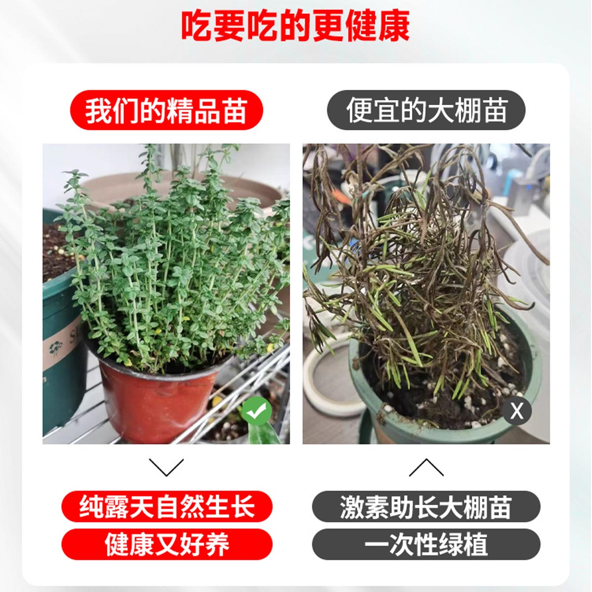 驱蚊草百里香盆栽室内植物迷迭香牛排用薄荷苗罗勒香草可食用调料 - 图1