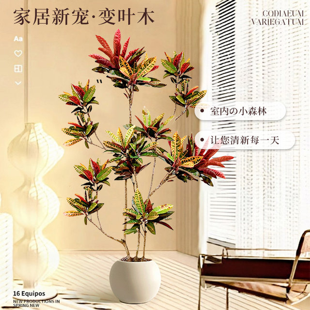 One plant transformed into leaves and large indoor potted plant