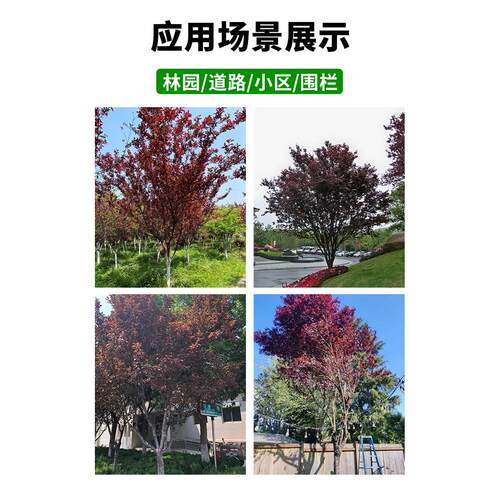 紫叶李树苗红叶李子树苗绿化风景树庭院地栽耐寒植物 - 图3