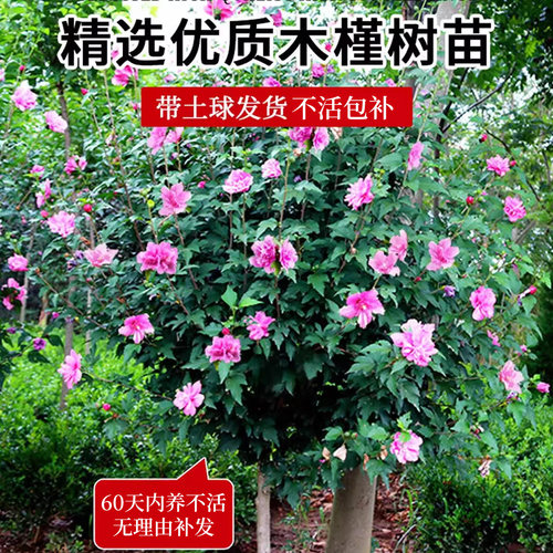 木槿花树苗可食用棒棒糖木槿花重瓣大苗阳台庭院盆栽耐寒四季好养 - 图0