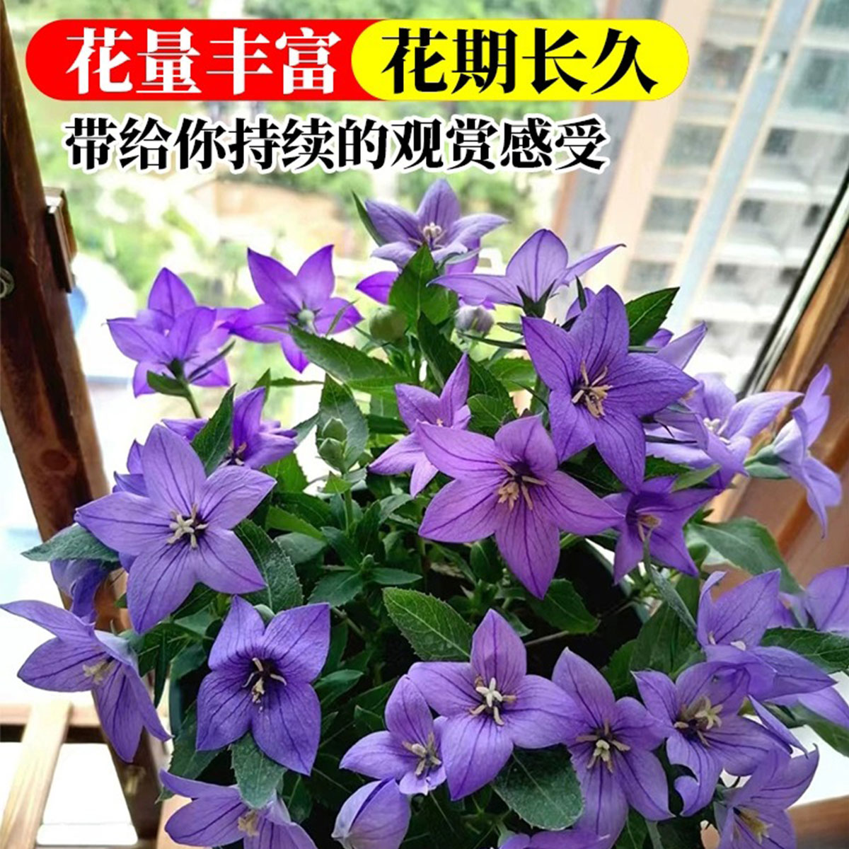 中华桔梗花苗盆栽带花苞花卉绿植物室内好养活四季耐寒耐冻洋桔梗 - 图1