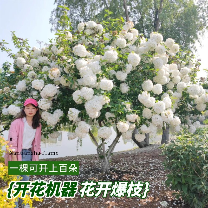 中华木绣球斗球树苗老桩白麻球苗庭院别墅耐寒盆栽风景树绣球花苗,淘宝优惠券,粉丝福利购,淘宝优惠卷