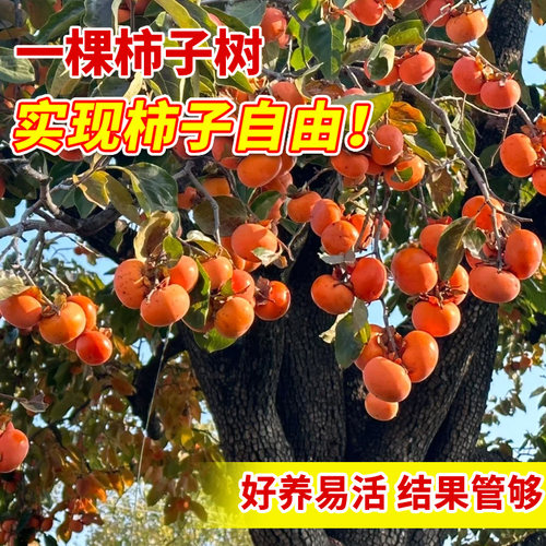 柿子苗树苗脆甜无核特大嫁接果苗南北方种植耐寒盆栽地栽当年结果 - 图2