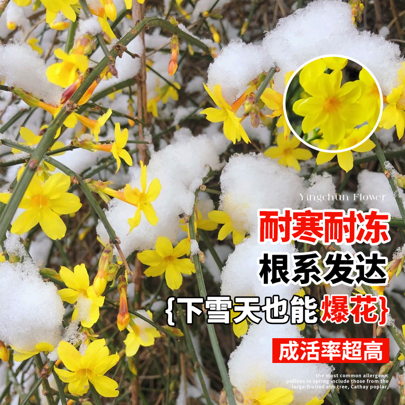 迎春花树苗盆景连翘老桩盆栽室内阳台庭院爬藤垂吊花卉报春花植物 - 图1