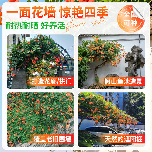 四季凌霄花爬藤大苗树苗爬藤植物特大号盆栽小苗粉色美国炮仗花 - 图1