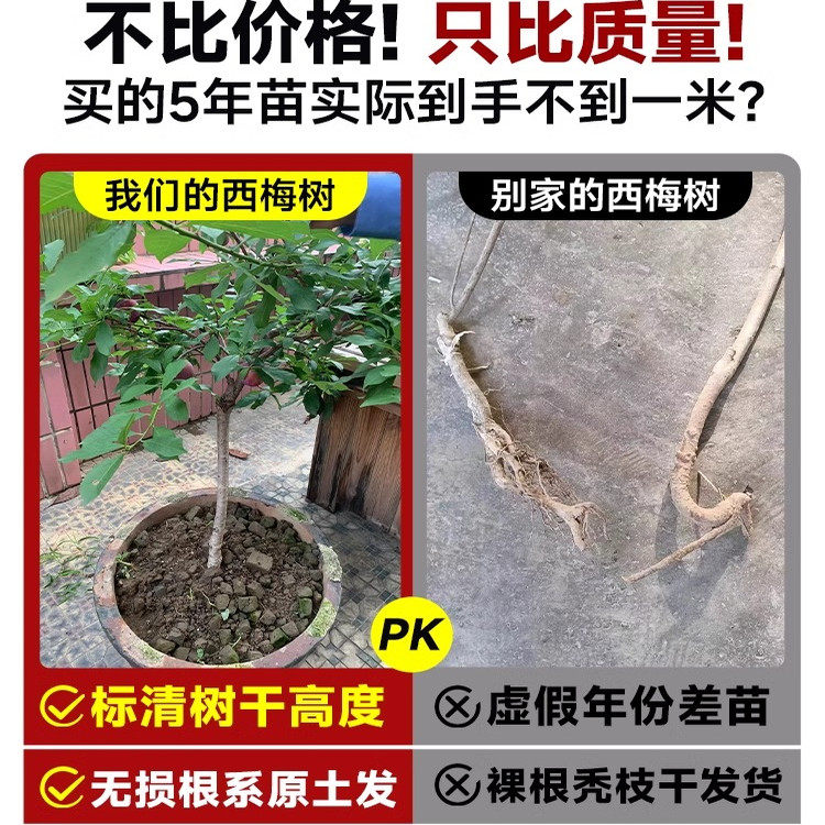 西梅树树苗蓝蜜西梅李子树苗南方北方室内外庭院带土盆栽当年结果,淘宝优惠券,粉丝福利购,淘宝优惠卷
