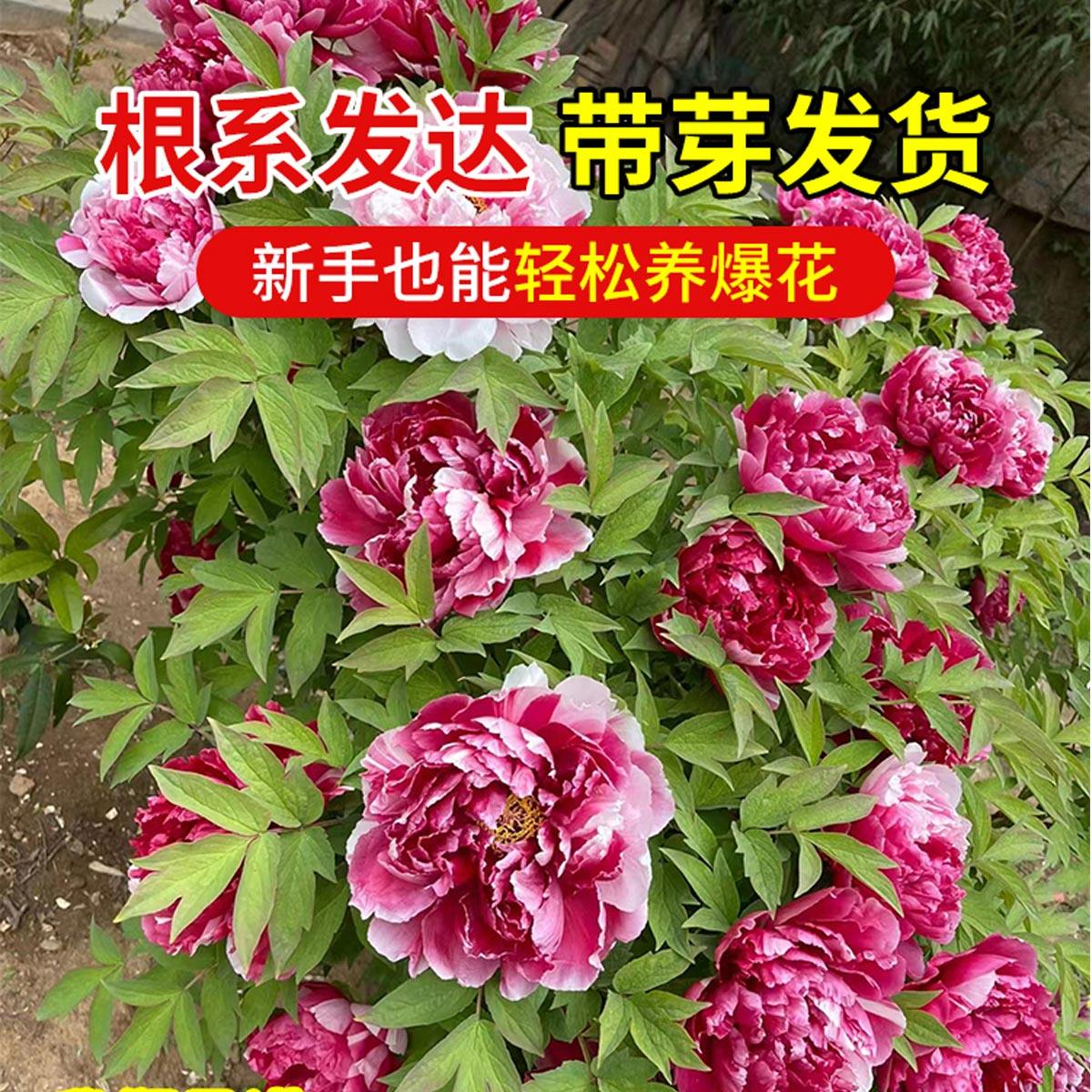 牡丹花苗正宗山东菏泽洛阳芍药鲜花大苗室外盆栽重瓣观赏树苗花卉