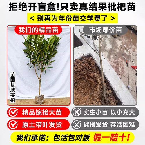 正宗嫁接特大枇杷树苗大苗带土带叶果树苗盆栽地栽南北方当年结果 - 图0