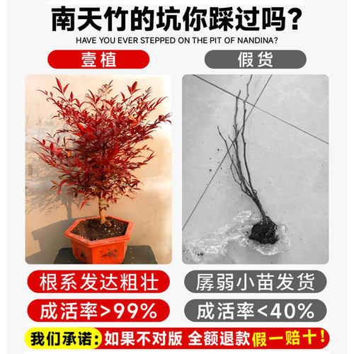 火焰南天竹盆栽矮化小盆景红叶盆景植物书房茶桌禅意微景观 - 图1