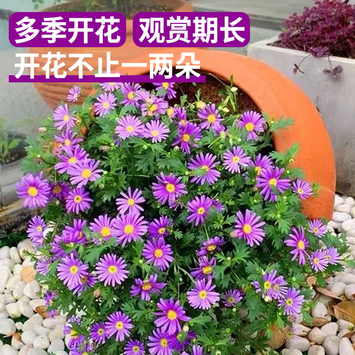 姬小菊盆栽带花苞小雏菊四季开花阳台室内外花卉玛格丽特菊花小苗-图1