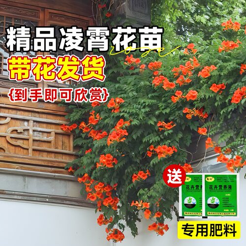 凌霄花爬藤大苗藤蔓植物阳台盆栽老桩四季花卉爬墙炮仗花紫藤凌宵 - 图0