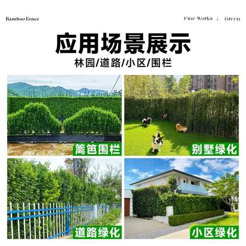 北海道黄杨冬青树苗篱笆墙围墙绿篱四季常青法国丛生大叶绿化植物 - 图3