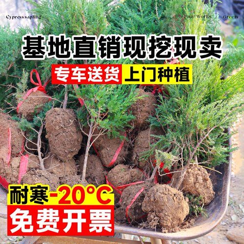 柏树树苗塔柏侧柏龙柏庭院行道风景大树园林工程绿化乔木四季常青 - 图2