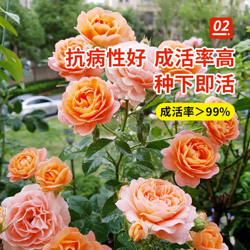 果汁阳台月季盆栽花苗大花四季开花玫瑰带花苞阳台植物红果汁花卉 - 图1