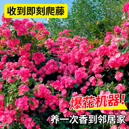 蔷薇花苗爬藤四季藤本月季阳台庭院特大花卉玫瑰盆栽耐寒植物开花 - 图2