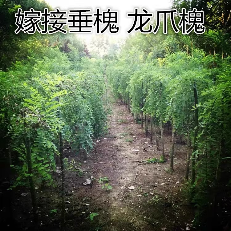 龙爪槐树苗盆栽国槐黄金槐洋槐庭院耐寒观赏植物地栽南北方种植-图1