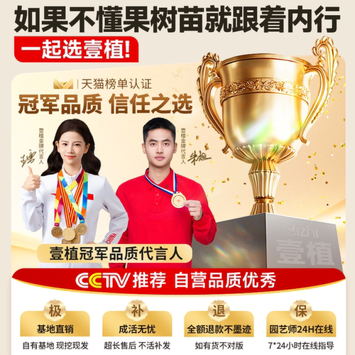 正宗梨树果苗秋月梨翠冠梨嫁接庭院地栽南北种植盆栽耐寒当年结果 - 图3