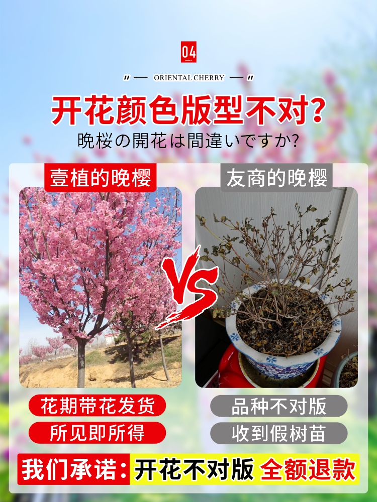 日本樱花树苗庭院大型晚樱盆栽地栽四季南北方种植风景树绿化树苗-图2