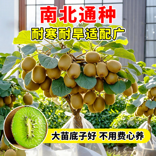嫁接猕猴桃树果苗一公一母红心绿心软枣盆栽地栽南北四季种植耐寒 - 图1