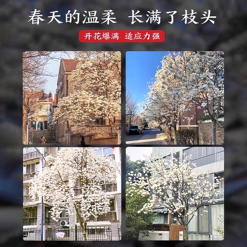 白玉兰树苗带花苞庭院大树植物室内外常青花卉紫玉兰树苗老桩四季 - 图3