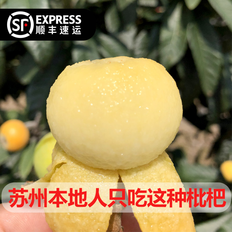 菲农旗舰店精品礼盒装苏州东山白玉枇杷大果5斤新鲜孕妇水果非西山青种琵琶2