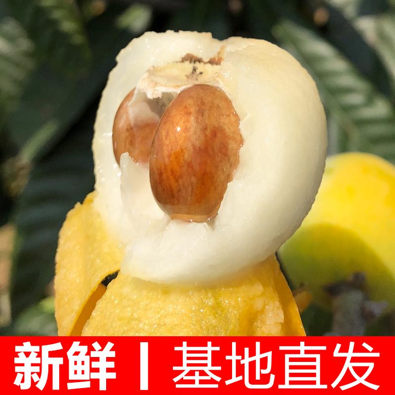 菲农旗舰店苏州东山白玉白沙枇杷5斤新鲜水果精品礼盒装琵琶大果非西山青种2