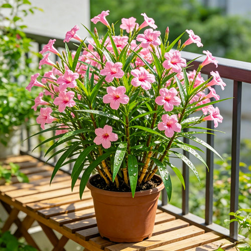 【四季开】翠芦莉盆栽蓝花草阳台庭院多年生耐热耐旱绿植花卉大苗 - 图3