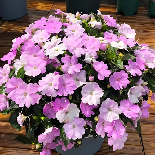 凤仙花盆栽带花带花苞桑蓓斯多年生耐热花卉四季开懒人适合养的花 - 图0