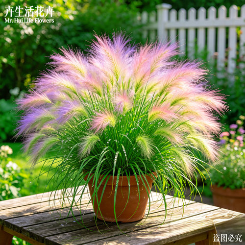 大花粉麦草盆栽粉黛乱子草细叶粉穗庭院阳台耐热多年生观赏花苗 - 图2