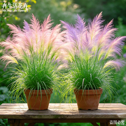 大花粉麦草盆栽粉黛乱子草细叶粉穗庭院阳台耐热多年生观赏花苗 - 图0