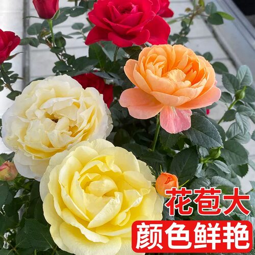 云南玫瑰花苗盆栽带花苞大花月季四季多年生玫瑰果汁阳台花园植物 - 图1