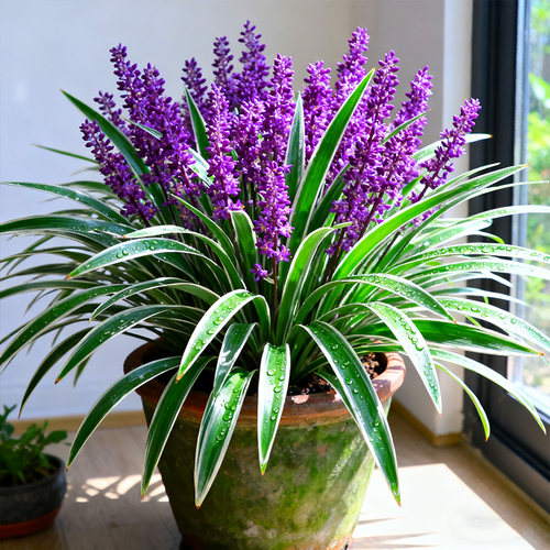 金边麦冬草花苗耐寒花卉花园别墅庭院花镜植物耐寒花卉四季常绿 - 图3