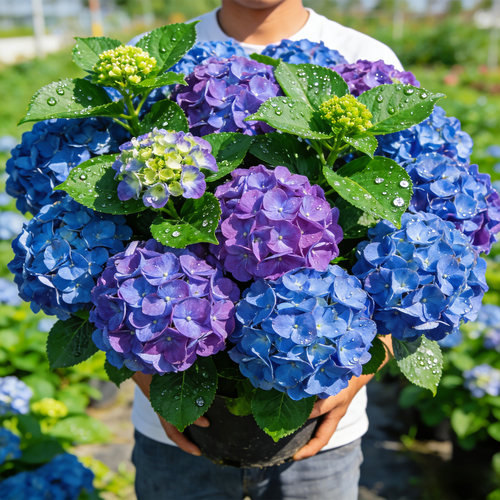 【带花苞】太阳神殿绣球花苗盆栽四季老桩木本重瓣大花绣球可调蓝 - 图0
