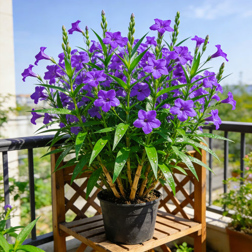 【四季开】翠芦莉盆栽蓝花草阳台庭院多年生耐热耐旱绿植花卉大苗 - 图0