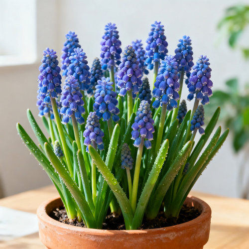 【进口】荷兰葡萄风信子盆栽花苗带花苞室内外阳台庭院花卉绿植物 - 图2