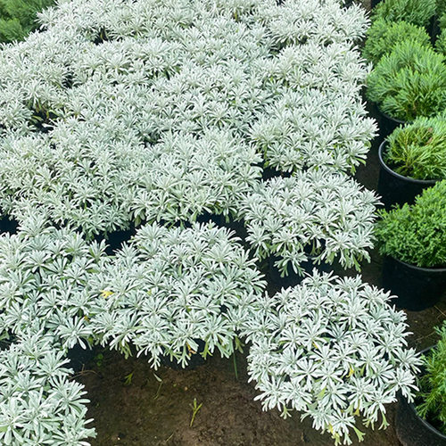 芙蓉菊盆栽老桩银叶菊雪艾花卉绿植中草药阳台庭院四季耐寒耐热 - 图1