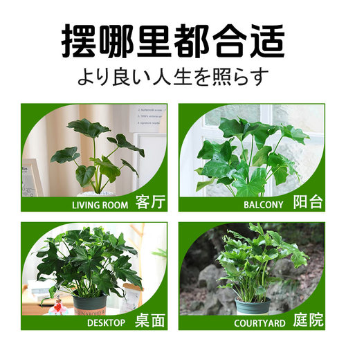 春羽大盆栽龙鳞春雨老桩水培蔓绿绒植物室内外四季常绿观叶大绿植 - 图2