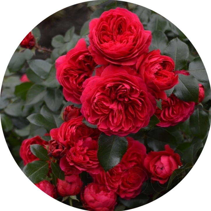 红色达芬奇 灌木月季正红号称塑料花耐开花期长多季节开花-许木木 - 图1