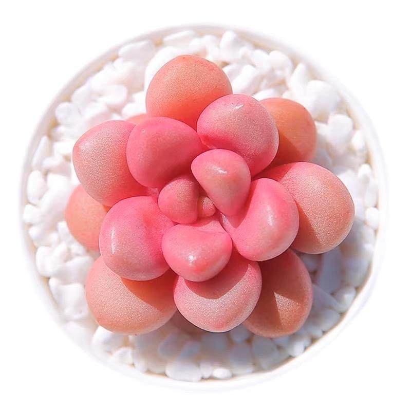 多肉植物自选套餐系列阳台豪华新手组合搭配花卉盆栽绿植大颗好养,淘宝优惠券,粉丝福利购,淘宝优惠卷